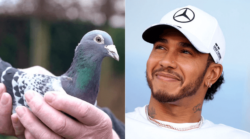 Lewis Hamilton of pigeons fetches insane €1.25 million at auction