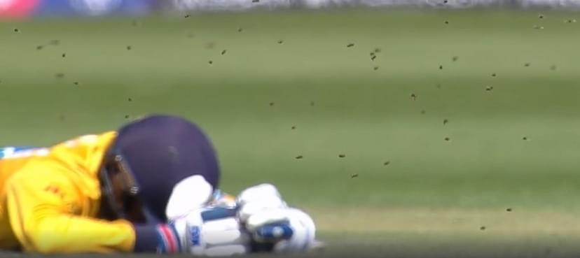 WATCH: Players bow down as a swarm of bees interrupt Sri Lanka vs South Africa 2019 Cricket World Cup match