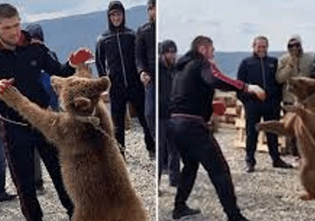 Khabib Nurmagomedov News: PETA send a complaint to UFC after a video of the Lighweight Champion wrestling a bear emerges