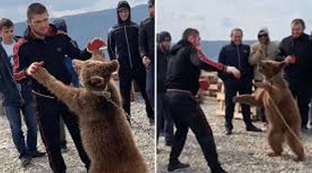 Khabib Nurmagomedov News: PETA send a complaint to UFC after a video of the Lighweight Champion wrestling a bear emerges