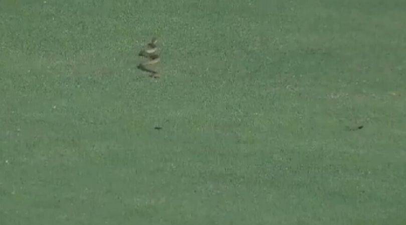 WATCH: Snake interrupts play in Andhra vs Vidarbha Ranji Trophy match