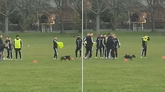 Dog interrupts Sheffield United’s training session by urinating on a cone ahead of match against Liverpool