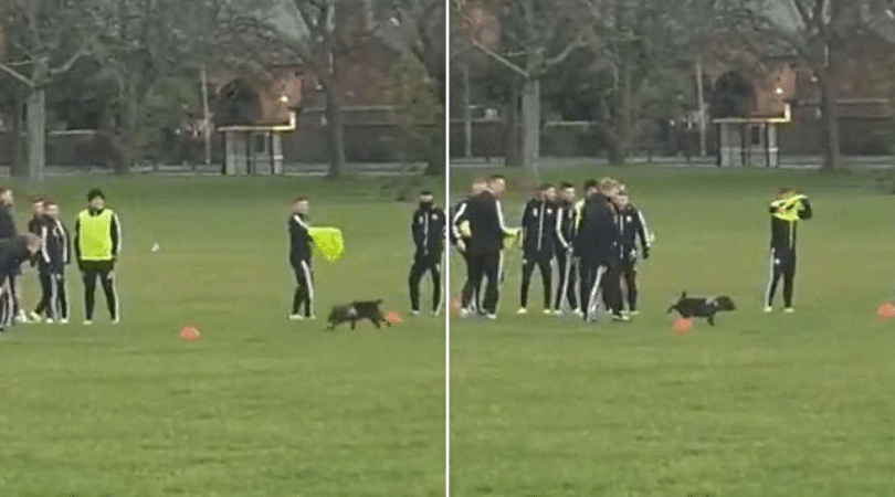 Dog interrupts Sheffield United’s training session by urinating on a cone ahead of match against Liverpool