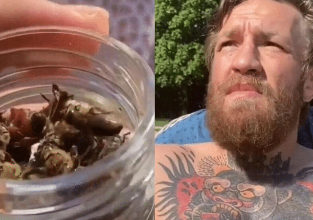Watch Conor McGregor eats dead bees for breakfast