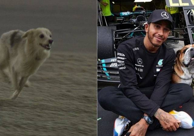 "I hope it’s not Roscoe."- Lewis Hamilton jokes after a dog disrupts FP2 in Bahrain