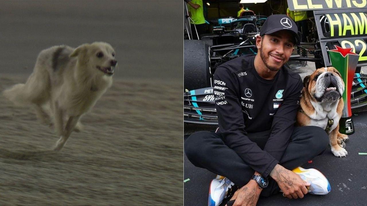 "I hope it’s not Roscoe."- Lewis Hamilton jokes after a dog disrupts FP2 in Bahrain