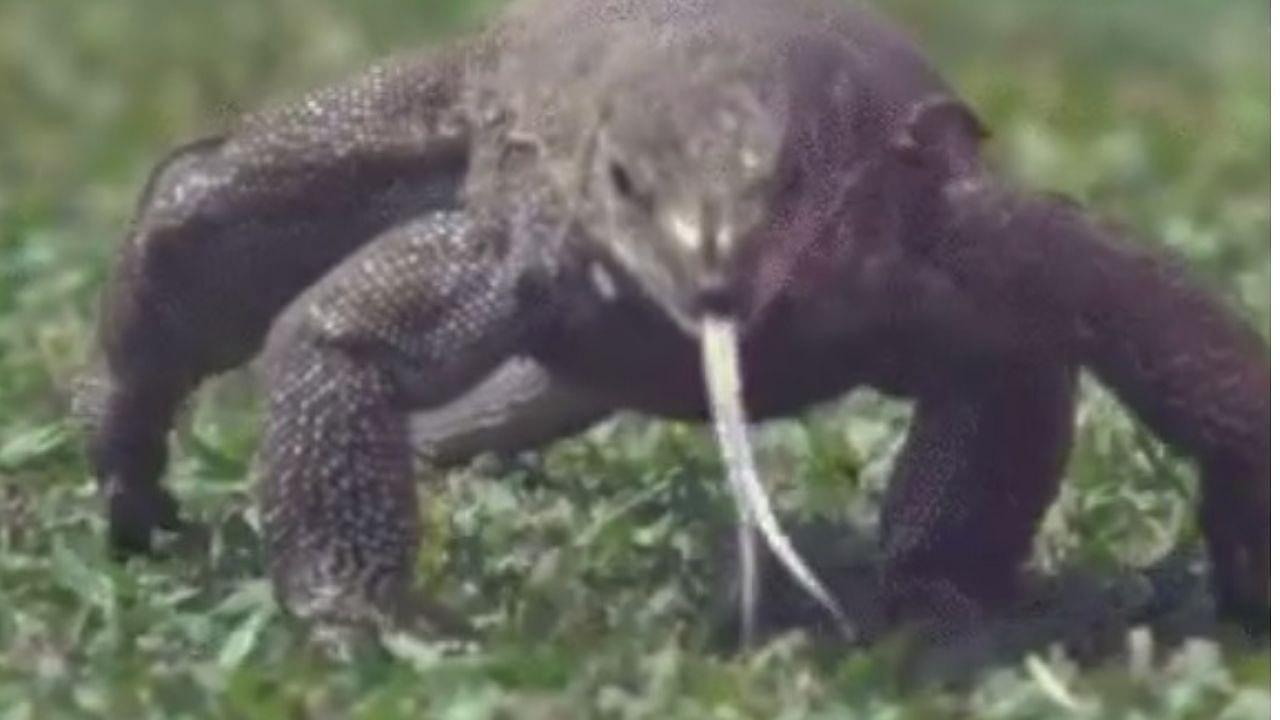 Monitor lizard: Sri Lanka vs England Galle Test witnesses uninvited reptile near the boundary rope