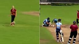 Dog pitch invader cricket: Dog enters ground and grabs ball in hilarious video from Women's All-Ireland T20