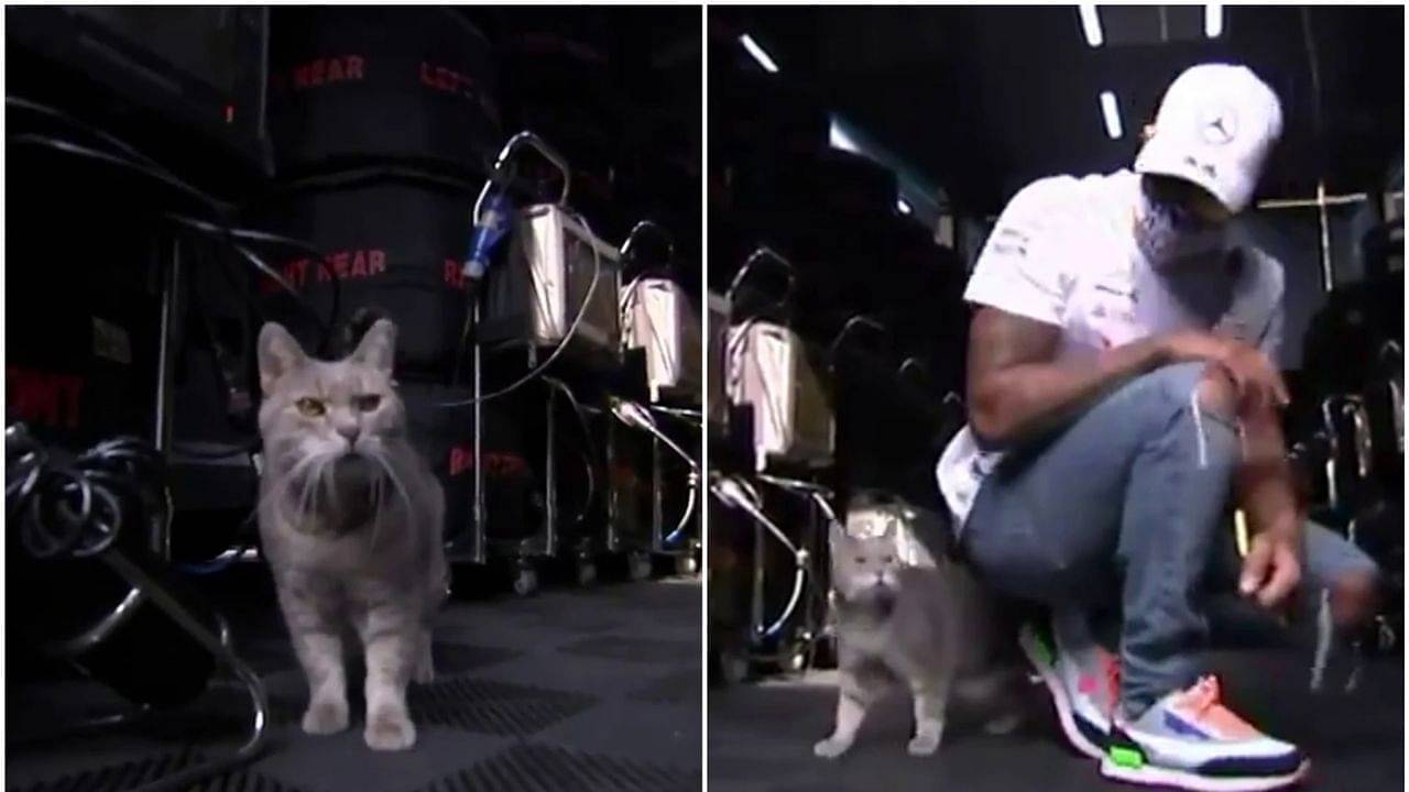 "It's good luck if he comes and sees you"- Throwback to when Lewis Hamilton and Sebastian Vettel met Imola's famous lucky paddock cat Formulino