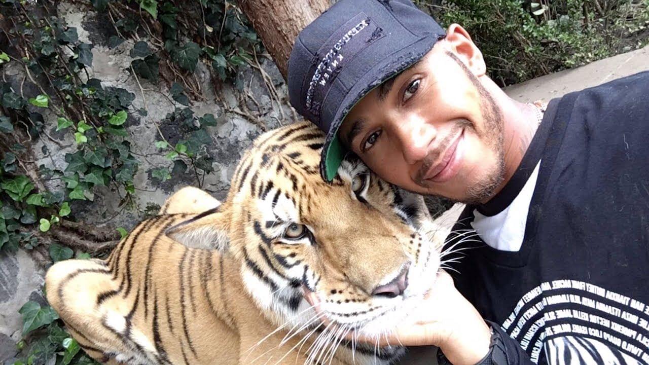 "He could have done the same thing to Gasly at Imola!"- Watch Lewis Hamilton hilariously prank a tiger in Mexico