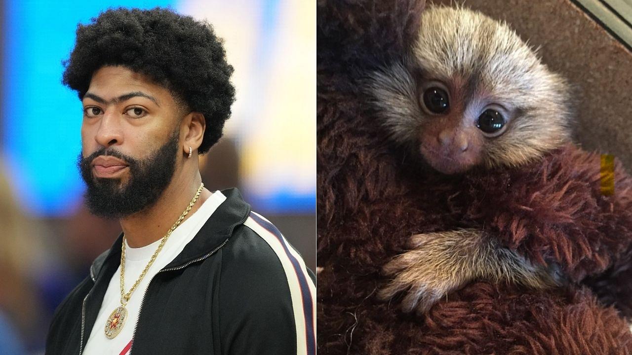 “The monkey was playing peek-a-boo and I found it dope”: When Anthony Davis explained how he decided to own Meek after playing with his teammate’s monkey