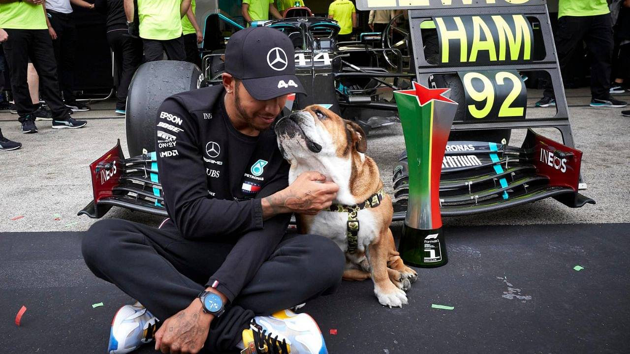 "Roscoe eats better than me"– Redditors envious over Lewis Hamilton's 15 inches tall dog's delicious vegan diet