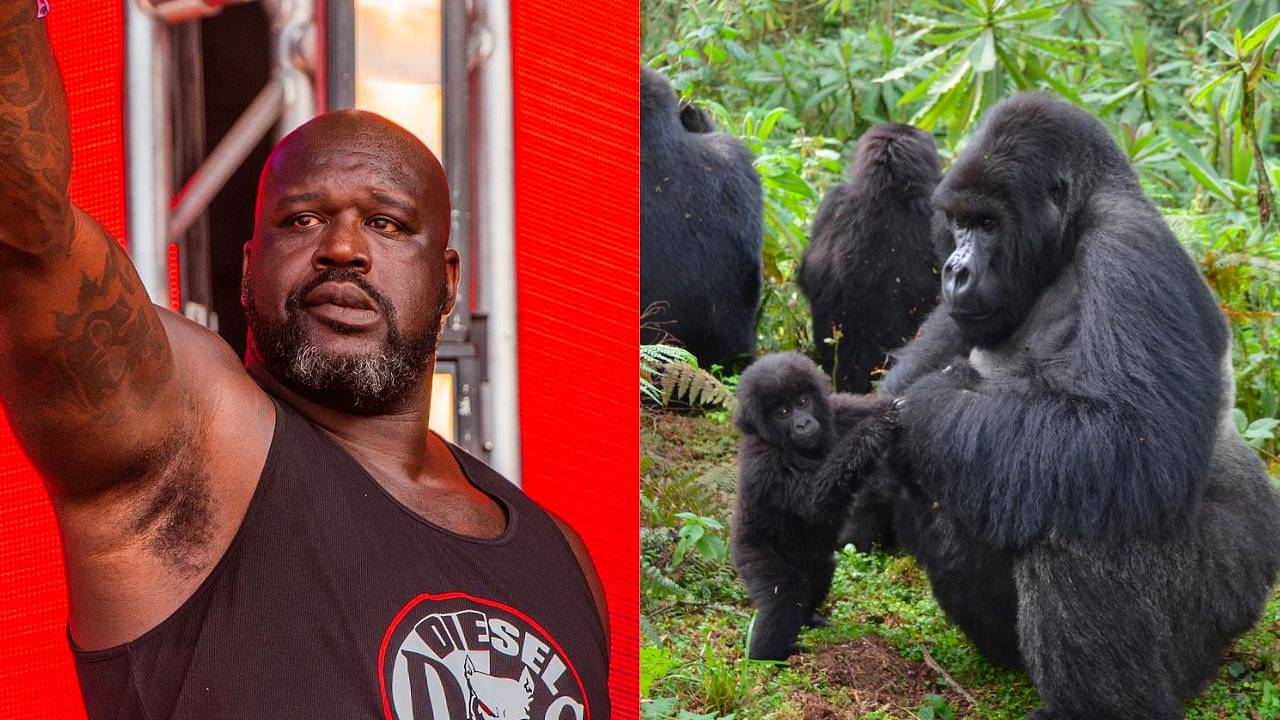 ‘Gorillas always go crazy when they see me’: 7ft Shaquille O’Neal explained why silverbacks feel intimidated when he shows up at zoos