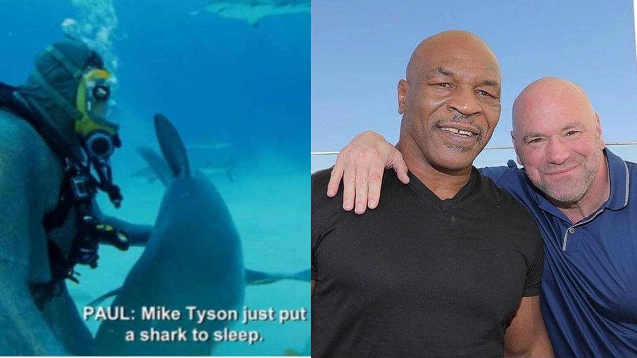 Mike Tyson Dana White Shark