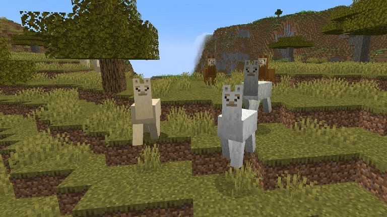 How To Breed Llamas In Minecraft The Sportsrush