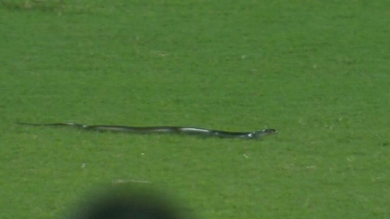 Snake in cricket ground: Watch snake stops play in India vs South Africa 2nd T20I in Guwahati
