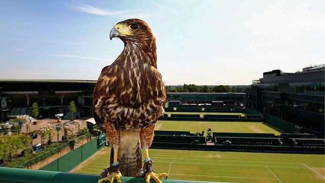 Why Rufus the Hawk Is an All Important Employee at Wimbledon?