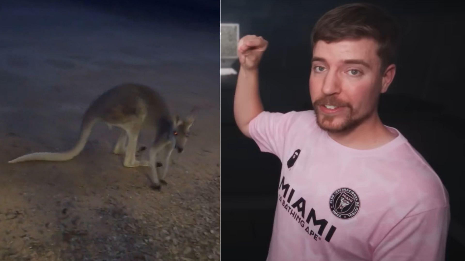 MrBeast might attract hate after closing his front door on a kangaroo