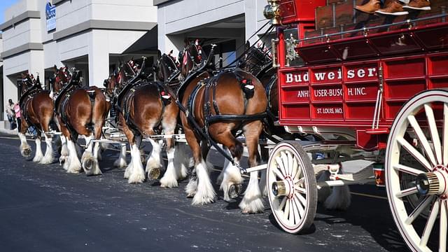 Budweiser Super Bowl Commercial 2024: Clydesdales are Back as America Gets Ready for the Biggest Night in Sports