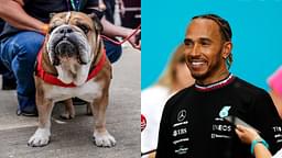 Lewis Hamilton Is On the Lookout For Baby Mamas For His Dog Roscoe