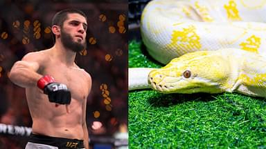 Islam Makhachev (L), Python (R)