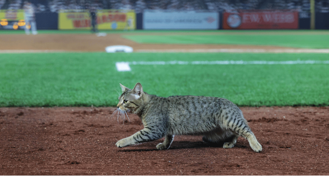 MLB News