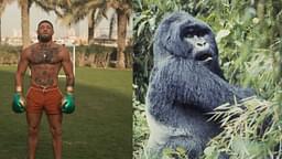 Conor McGregor (L), Gorilla (R)