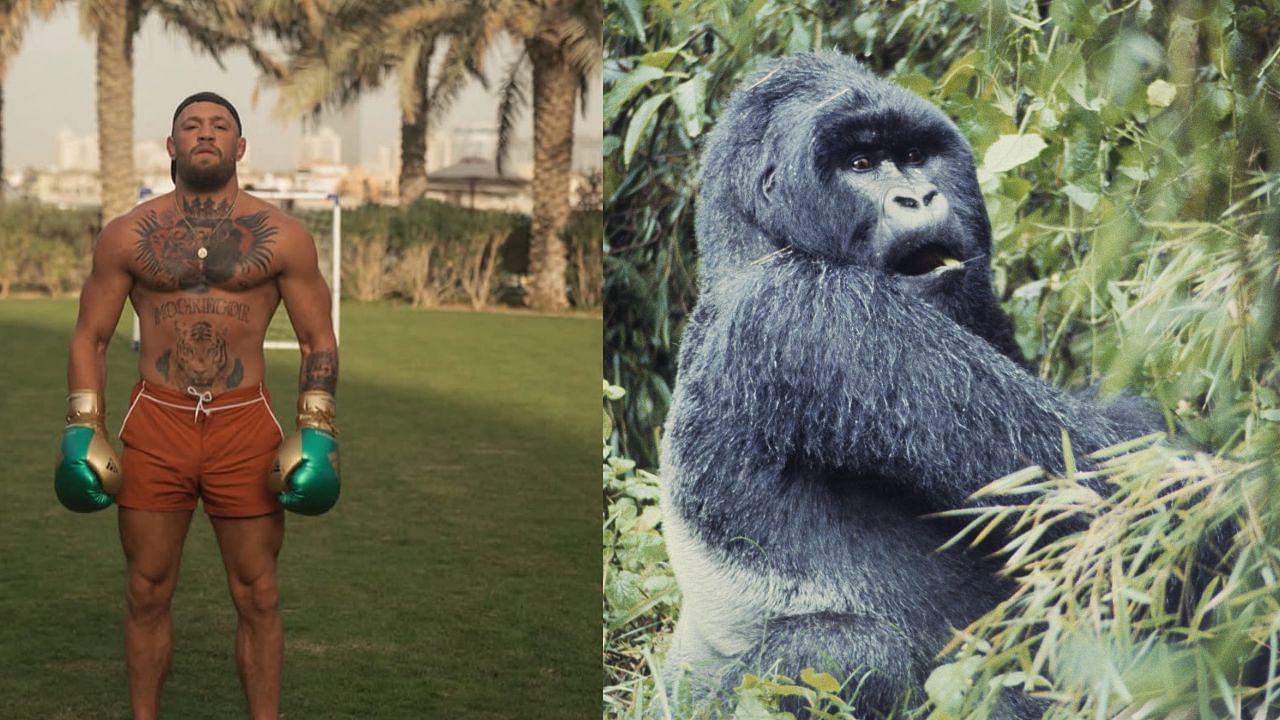 Conor McGregor (L), Gorilla (R)